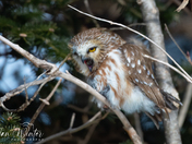 Northern Saw-whet Owl