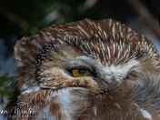 Northern Saw-whet Owl