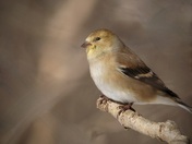 Gold Finch