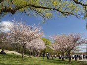 The Cherry Blossoms of High Park, Toronto