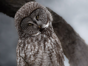 Great Grey Owl