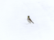 Horned Lark