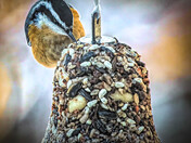 Red-breasted Nuthatch