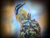 Nuthatch