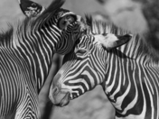 Zebra Love Monochrome