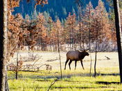 Morning Elk
