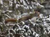 On alert and looking for pine cones
