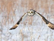 Short eared Owl