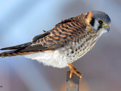 American Kestrel 