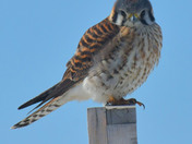 American Kestrel 