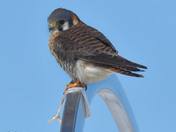 American Kestrel 