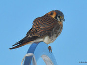 American Kestrel 