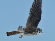 American Kestrel 