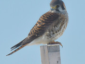American Kestrel 