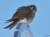 American Kestrel 