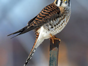 American Kestrel 