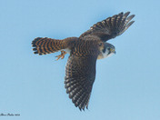 American Kestrel 