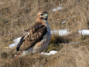 Redtail Hawk