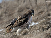 Redtail Hawk
