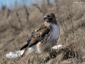 Redtail Hawk