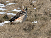 Redtail Hawk