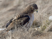 Redtail Hawk