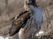 Redtail Hawk