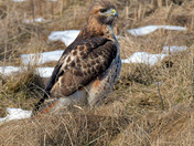 Redtail Hawk