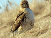 Redtail Hawk