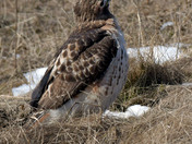 Redtail Hawk