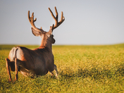 Mule Deer in the Canola Field 