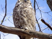 Great Horned Owl