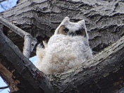 Great Horned Owl