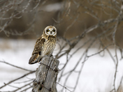 Short-eared Owl