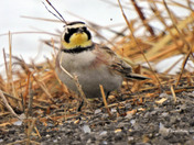 Horned Lark 