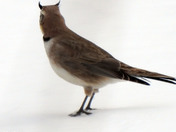 Horned Lark 