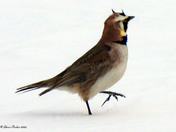 Horned Lark 