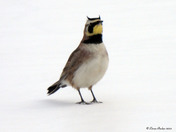 Horned Lark 