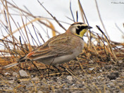 Horned Lark 