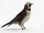Horned Lark 