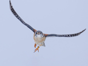 Male/female American Kestrel Flight