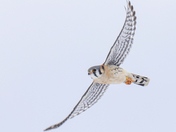 Male/female American Kestrel Flight