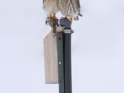 Male/female American Kestrel Flight