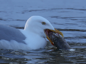Herring Gul