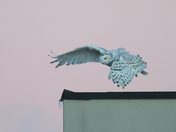 Female Snowy owl Day 2023