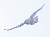 Female Snowy owl Day 2023
