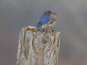 Blue Bird Day 2023