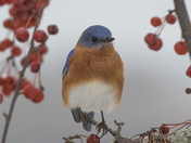 Blue Bird Day 2023