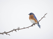 Blue Bird Day 2023
