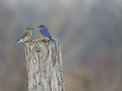 Blue Bird Day 2023
